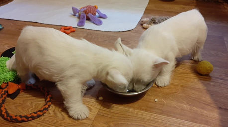 Poslední společný oběd